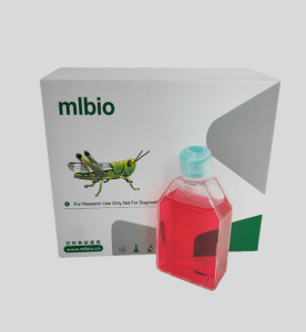 MDA-MB-231/GFP人乳腺癌細胞(綠色熒光蛋白標記)(L15)主圖